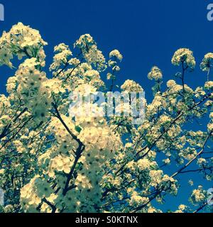 La molla apple blossom albero in fiore Foto Stock