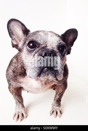 Un vecchio bulldog francese con uno sfondo bianco. Foto Stock