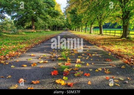 Un inglese un viale alberato su una giornata autunnale. Foto Stock