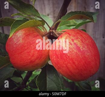 Mele rosse su un albero Foto Stock