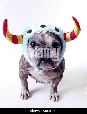 Un simpatico vecchio bulldog francese vestito per la festa di Halloween. Foto Stock