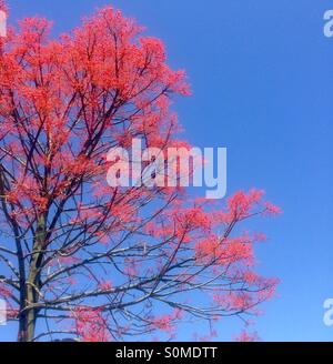 Red Flame Tree fioritura con il blu del cielo Foto Stock