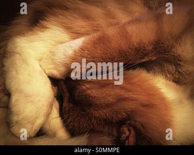 Lo zenzero cat avvolto a ricciolo addormentato Foto Stock