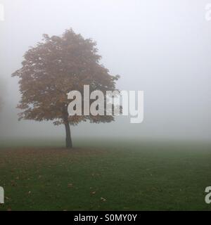 Albero solitario su un nebbioso giorno durante la mattina presto a Londra REGNO UNITO Foto Stock