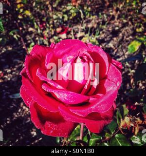 Rose fiore nel giardino di rose, Regent's Park, City of Westminster, Londra, Inghilterra, Regno Unito, Europa Foto Stock