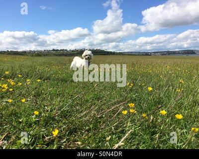 Cane maltese Foto Stock