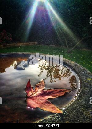 Caduto autunno rosso foglie galleggianti sull'acqua mediante tensione superficiale in Bagno uccelli Foto Stock