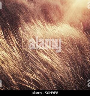 Sole sulle dune di sabbia Foto Stock