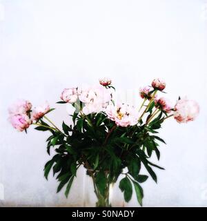 Peonies in a vase Foto Stock