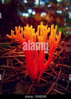 Il Giallo Stagshorn fungo, Calocera viscosa, è trovato comunemente in crescita su albero morto monconi, soprattutto pini. Ha detto di essere commestibile, e possono aggiungere colore a un piatto di funghi. Foto Stock