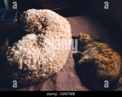 Cute cat e bello cane dorme accanto a ogni altro sul letto Foto Stock