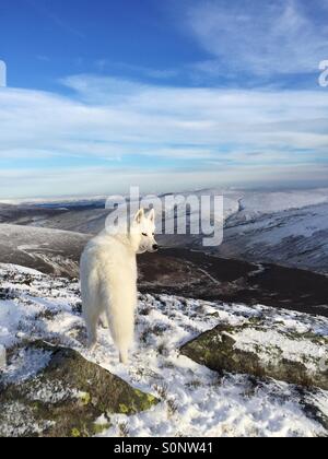 Ad una altitudine di 693 m nel distretto del lago d'Inghilterra un cane bianco complimenti lo scenario mozzafiato della coperta di neve colline sotto un cielo blu in un freddo giorno di novembre. Foto Stock