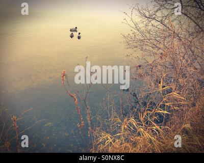 Tre anatre nuotare sulle sponde di un lago. Foto Stock