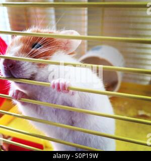 Nosy pet criceti siriani in corrispondenza delle barre della gabbia Foto Stock