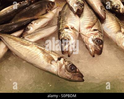 Pesce fresco per la vendita nel mercato Foto Stock