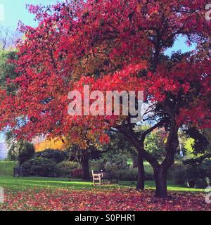 Foglie rosse di albero in autunno con il banco sotto l'albero Foto Stock