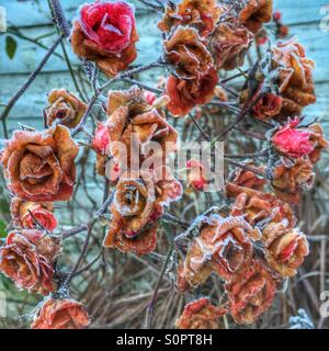 Congelate Red Rose Foto Stock