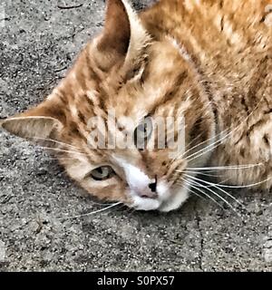 Stanco Gatto sdraiato a terra Foto Stock