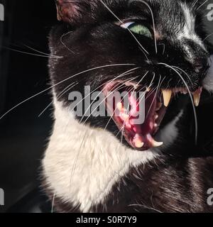 Tuxedo cat che mostra i suoi denti. Foto Stock