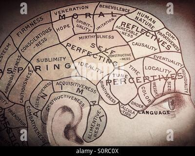 Un grafico di diverse parti se il cervello. Foto Stock