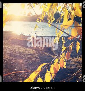 Un cane su un argine in autunno. Foto Stock