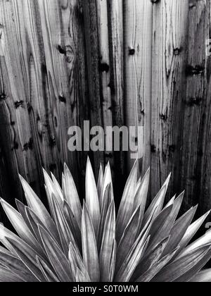 Agave lascia nella parte anteriore della staccionata in legno, in bianco e nero Foto Stock
