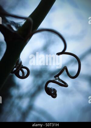 Vitigni tortuosa in inverno Foto Stock