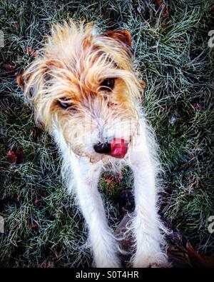 Cane su frosty erba leccare le sue labbra Foto Stock