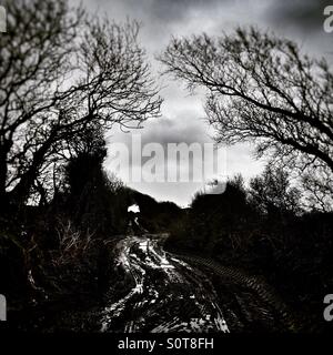 Dark e paese invernale lane in Devon Foto Stock