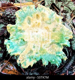 Wet Blue color verde funghicoltura in paglia di pino. Foto Stock