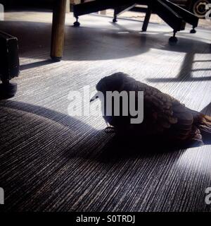 Una colomba cerca di cibo in un coffee shop in Colonia Roma, Città del Messico, Messico Foto Stock