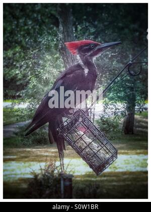 Picchio Pileated su un alimentatore suet Foto Stock