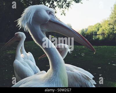 Pellicani a St James Park London Foto Stock