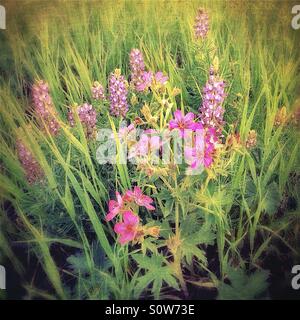 Prato estivo di Fiori di lupino viola e rosa gerani appiccicoso su Blacktail altopiano nel Parco Nazionale di Yellowstone, Wyoming, U.S. Foto Stock