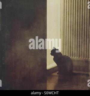 Lonely gatto nero in attesa a un finestrino di portiera Foto Stock