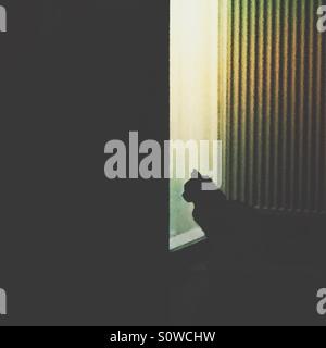 Lonely gatto nero in attesa a un finestrino di portiera Foto Stock