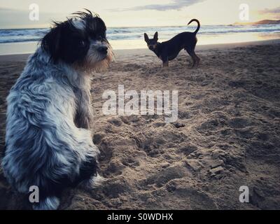 Due cani giocando sulla spiaggia Foto Stock