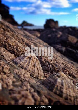 Patelle sulle rocce in riva al mare Foto Stock