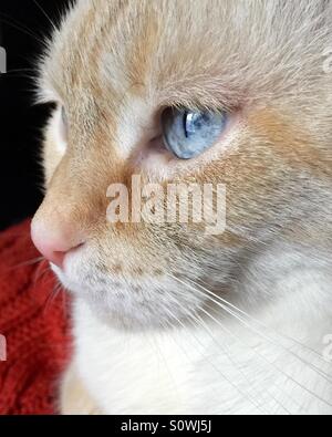 Un close up ritratto di profilo di un bianco punto di fiamma gatto siamese gatto con gli occhi blu Foto Stock