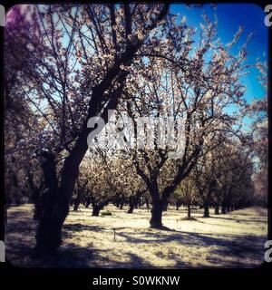 Stanislaus County, California, Stati Uniti d'America. 24th, febbraio 2016. Clima caldo durante una pausa da questo anno di El Nino hanno causato mandorli fiorire all'inizio di quest'anno in California di San Joaquin Valley. Foto Stock