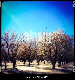 Stanislaus County, California, Stati Uniti d'America. 24th, febbraio 2016. Clima caldo durante una pausa da questo anno di El Nino hanno causato mandorli fiorire all'inizio di quest'anno in California di San Joaquin Valley. Foto Stock