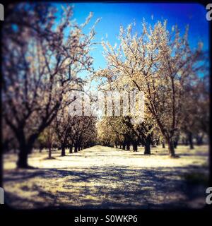 Stanislaus County, California, Stati Uniti d'America. 24th, febbraio 2016. Clima caldo durante una pausa da questo anno di El Nino hanno causato mandorli fiorire all'inizio di quest'anno in California di San Joaquin Valley. Foto Stock