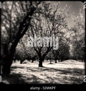 Stanislaus County, California, Stati Uniti d'America. 24th, febbraio 2016. Clima caldo durante una pausa da questo anno di El Nino hanno causato mandorli fiorire all'inizio di quest'anno in California di San Joaquin Valley. Foto Stock