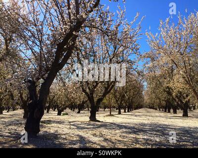 Stanislaus County, California, Stati Uniti d'America. 24th, febbraio 2016. Clima caldo durante una pausa da questo anno di El Nino hanno causato mandorli fiorire all'inizio di quest'anno in California di San Joaquin Valley. Foto Stock