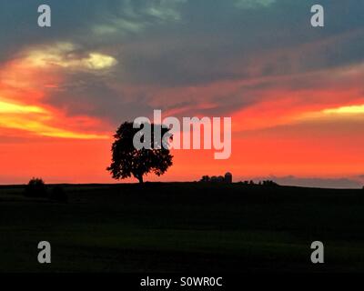 Silhouette di un albero al tramonto in un ambiente rurale Foto Stock