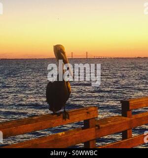 Heron appollaiato sul molo al tramonto. Prese su San Simons Island, Ga. Foto Stock