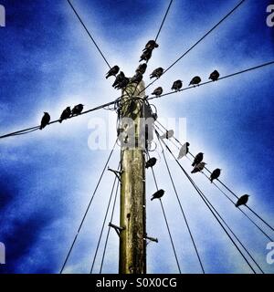 Per gli storni appollaiarsi su i fili che si irradiano da un palo del telegrafo, REGNO UNITO Foto Stock