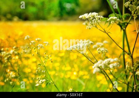 Inglese estate prato pieno di hogweed e renoncules Foto Stock