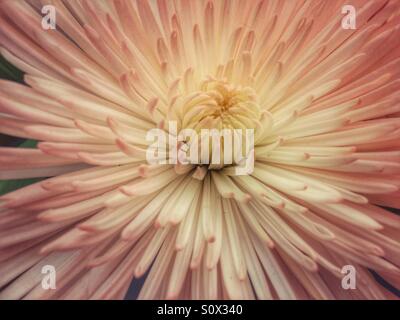 Close up grande bianco e rosa fiore del crisantemo Foto Stock