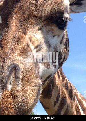 Fronte della giraffa Foto Stock